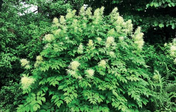 Иллюстрация к книге — Миллион растений для вашего сада [_213.jpg]