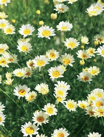 Иллюстрация к книге — Миллион растений для вашего сада [_214.jpg]