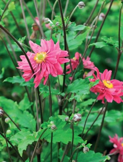 Иллюстрация к книге — Миллион растений для вашего сада [_215.jpg]