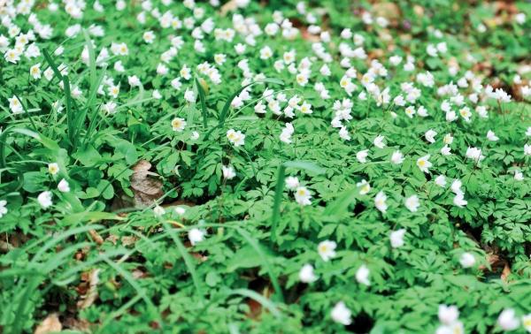 Иллюстрация к книге — Миллион растений для вашего сада [_216.jpg]