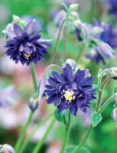 Иллюстрация к книге — Миллион растений для вашего сада [_217.jpg]