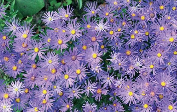 Иллюстрация к книге — Миллион растений для вашего сада [_219.jpg]