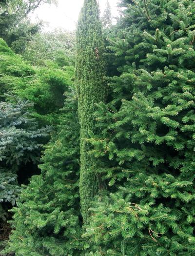 Иллюстрация к книге — Миллион растений для вашего сада [_22.jpg]