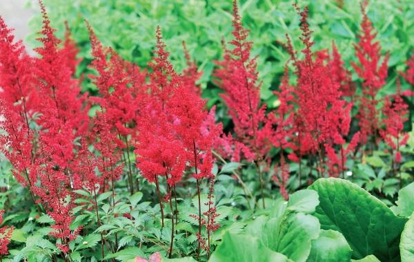 Иллюстрация к книге — Миллион растений для вашего сада [_220.jpg]