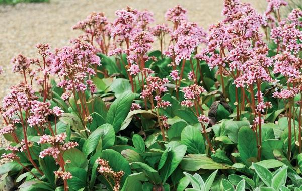 Иллюстрация к книге — Миллион растений для вашего сада [_222.jpg]