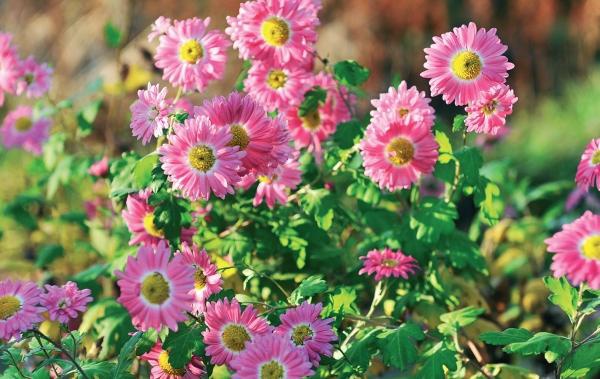 Иллюстрация к книге — Миллион растений для вашего сада [_223.jpg]