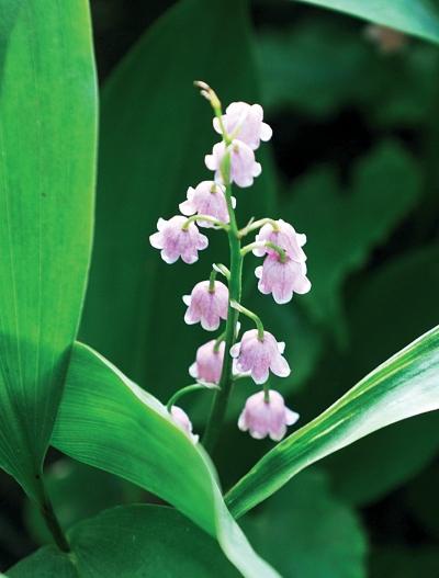 Иллюстрация к книге — Миллион растений для вашего сада [_225.jpg]