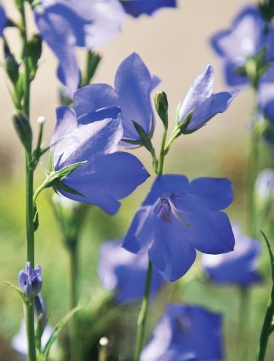 Иллюстрация к книге — Миллион растений для вашего сада [_226.jpg]