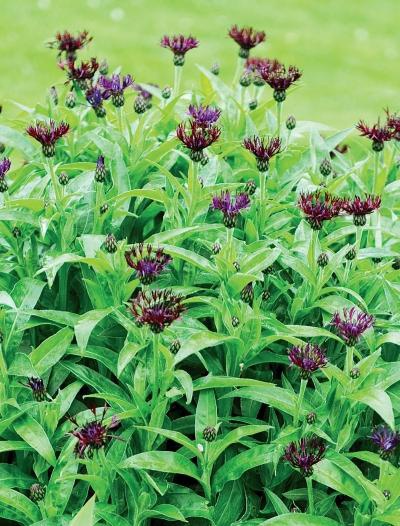 Иллюстрация к книге — Миллион растений для вашего сада [_227.jpg]