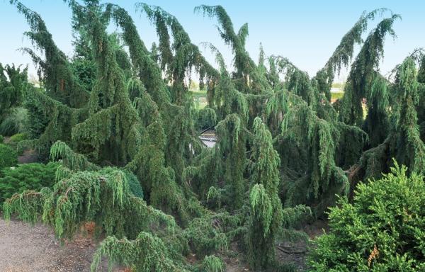 Иллюстрация к книге — Миллион растений для вашего сада [_23.jpg]