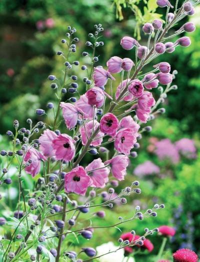 Иллюстрация к книге — Миллион растений для вашего сада [_231.jpg]