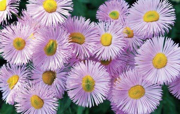 Иллюстрация к книге — Миллион растений для вашего сада [_233.jpg]