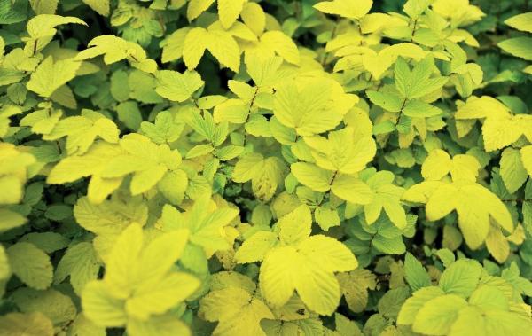 Иллюстрация к книге — Миллион растений для вашего сада [_234.jpg]