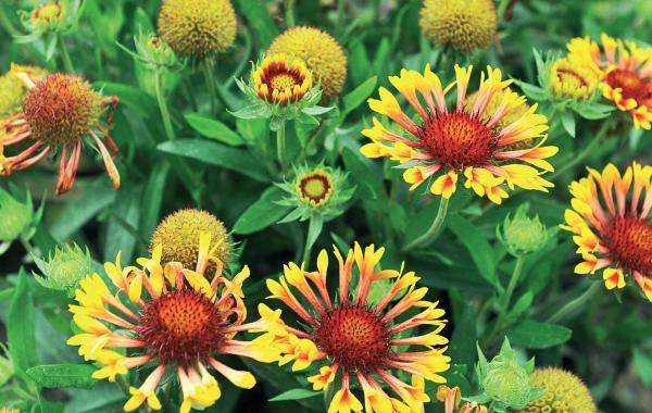 Иллюстрация к книге — Миллион растений для вашего сада [_235.jpg]