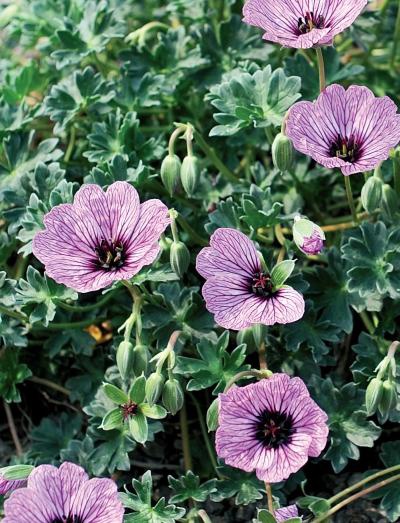 Иллюстрация к книге — Миллион растений для вашего сада [_236.jpg]