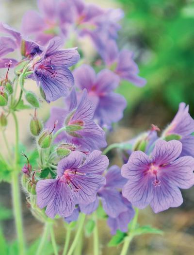 Иллюстрация к книге — Миллион растений для вашего сада [_237.jpg]