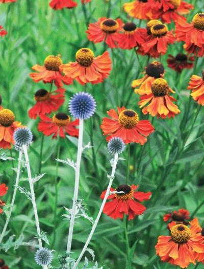 Иллюстрация к книге — Миллион растений для вашего сада [_238.jpg]