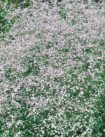 Иллюстрация к книге — Миллион растений для вашего сада [_239.jpg]