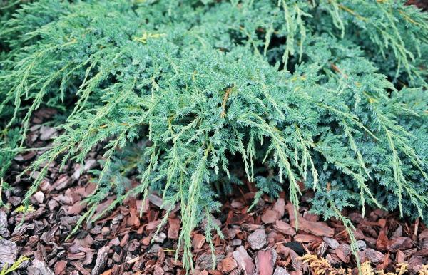 Иллюстрация к книге — Миллион растений для вашего сада [_24.jpg]