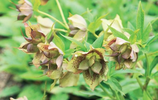 Иллюстрация к книге — Миллион растений для вашего сада [_240.jpg]