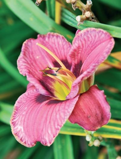 Иллюстрация к книге — Миллион растений для вашего сада [_241.jpg]