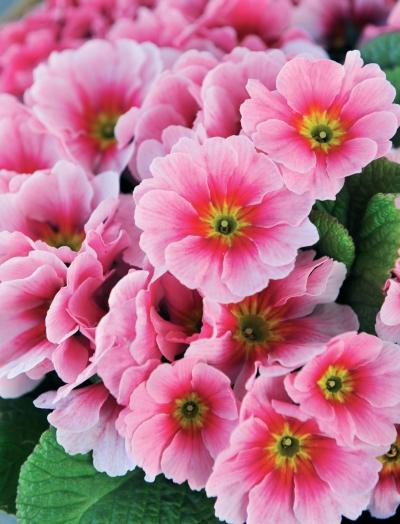 Иллюстрация к книге — Миллион растений для вашего сада [_249.jpg]