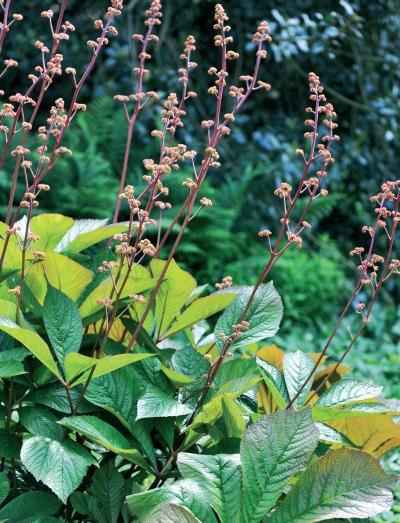 Иллюстрация к книге — Миллион растений для вашего сада [_250.jpg]