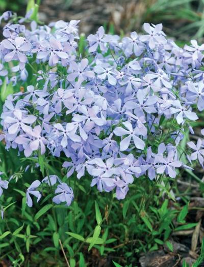 Иллюстрация к книге — Миллион растений для вашего сада [_251.jpg]