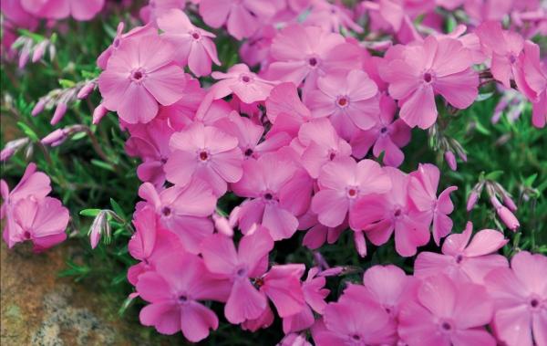 Иллюстрация к книге — Миллион растений для вашего сада [_253.jpg]