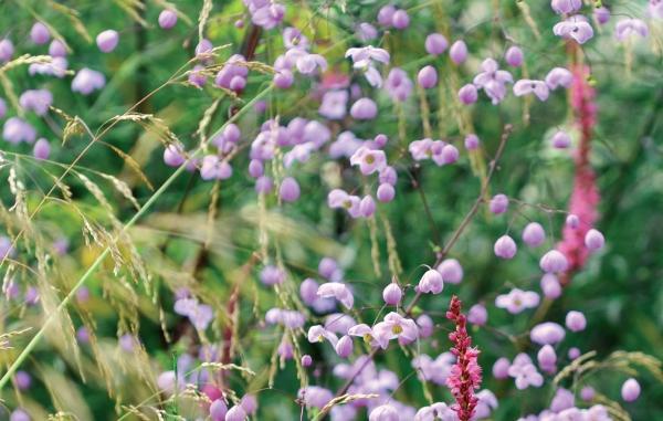 Иллюстрация к книге — Миллион растений для вашего сада [_256.jpg]