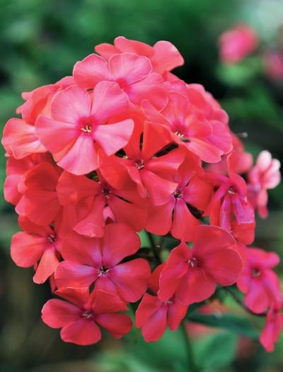 Иллюстрация к книге — Миллион растений для вашего сада [_258.jpg]