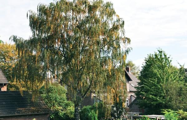 Иллюстрация к книге — Миллион растений для вашего сада [_26.jpg]