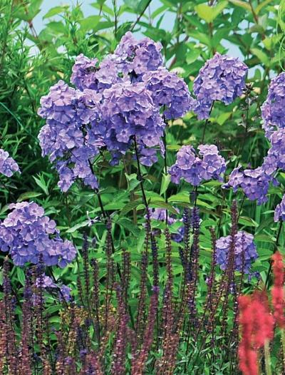 Иллюстрация к книге — Миллион растений для вашего сада [_260.jpg]