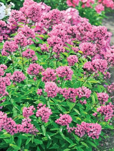 Иллюстрация к книге — Миллион растений для вашего сада [_261.jpg]