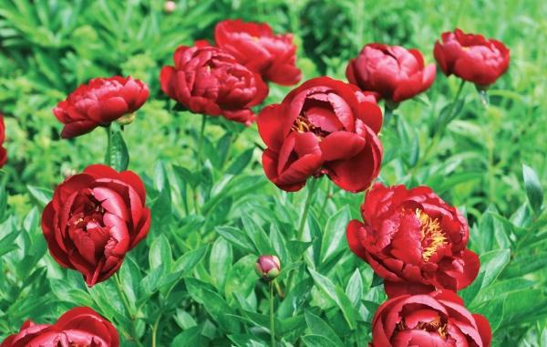 Иллюстрация к книге — Миллион растений для вашего сада [_266.jpg]