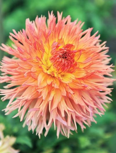 Иллюстрация к книге — Миллион растений для вашего сада [_268.jpg]