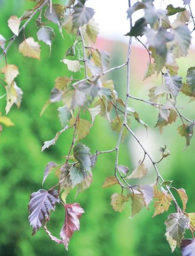 Иллюстрация к книге — Миллион растений для вашего сада [_27.jpg]