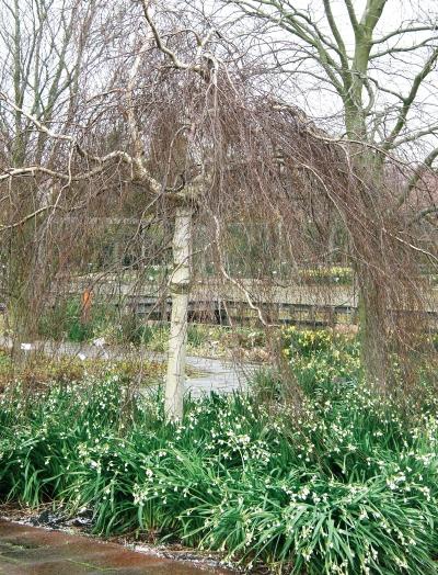 Иллюстрация к книге — Миллион растений для вашего сада [_28.jpg]