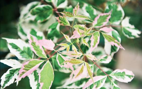 Иллюстрация к книге — Миллион растений для вашего сада [_33.jpg]