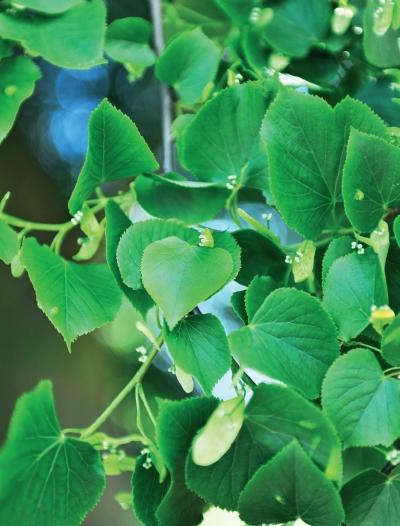 Иллюстрация к книге — Миллион растений для вашего сада [_34.jpg]