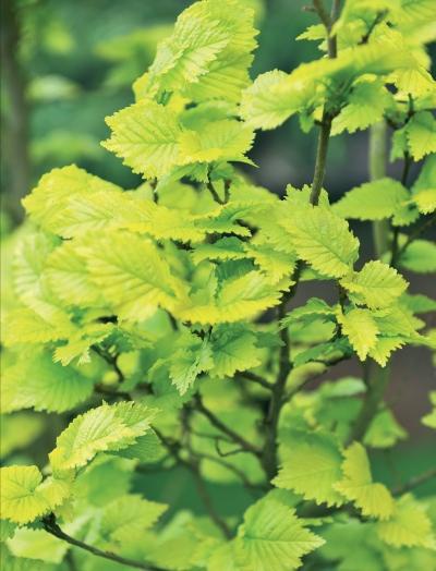 Иллюстрация к книге — Миллион растений для вашего сада [_35.jpg]