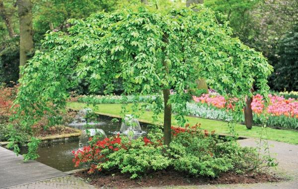 Иллюстрация к книге — Миллион растений для вашего сада [_36.jpg]