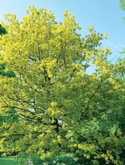 Иллюстрация к книге — Миллион растений для вашего сада [_37.jpg]