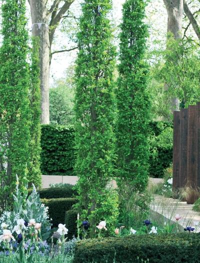 Иллюстрация к книге — Миллион растений для вашего сада [_38.jpg]