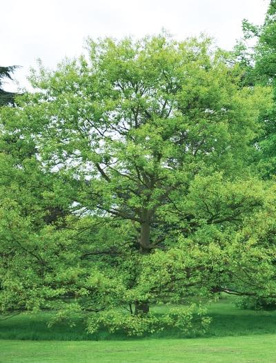 Иллюстрация к книге — Миллион растений для вашего сада [_39.jpg]