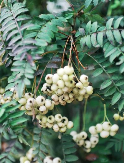 Иллюстрация к книге — Миллион растений для вашего сада [_43.jpg]