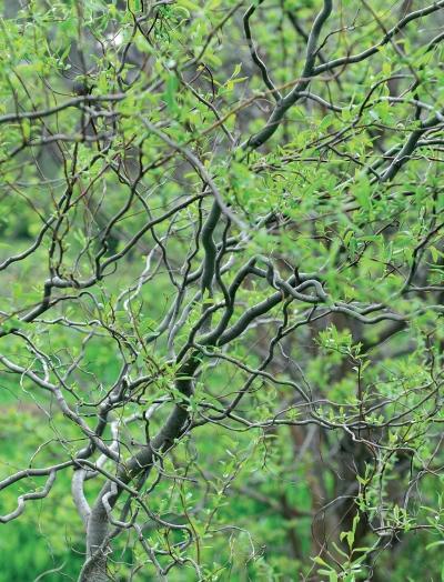 Иллюстрация к книге — Миллион растений для вашего сада [_45.jpg]