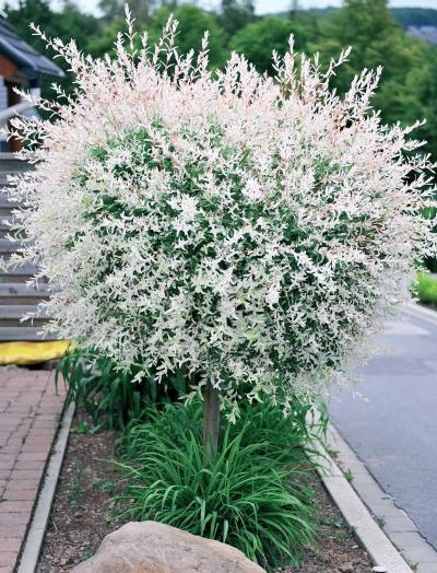 Иллюстрация к книге — Миллион растений для вашего сада [_47.jpg]