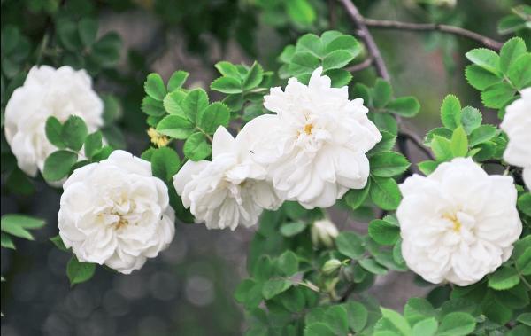 Иллюстрация к книге — Миллион растений для вашего сада [_50.jpg]