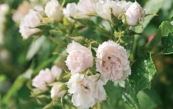 Иллюстрация к книге — Миллион растений для вашего сада [_51.jpg]